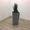 Hydrocultuur plant Sansevieria Kirkii in grijze pot