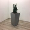 Hydrocultuur plant Sansevieria Kirkii in grijze pot