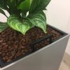 Hydrocultuur plant Aglaonema stripes in grijze pot